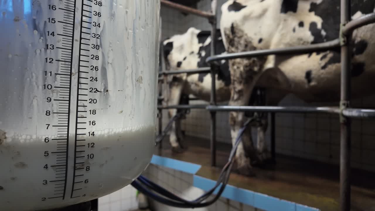Slowmotionclose-up van een melkpak dat wordt gevuld, terwijl melkkoeien aangesloten blijven op melkapparatuur op de achtergrond