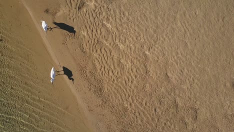 el ojo de dios en dos garzas blancas en la orilla del río corindi