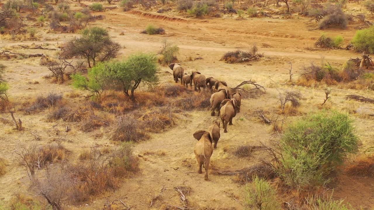 antena de drones sobre una enorme manada familiar de elefantes africanos moviéndose a través del monte y la sabana de áfrica parque erindi namibia 6
