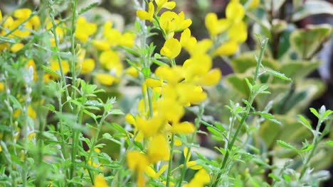 las flores amarillas vibrantes se balancean suavemente en la brisa
