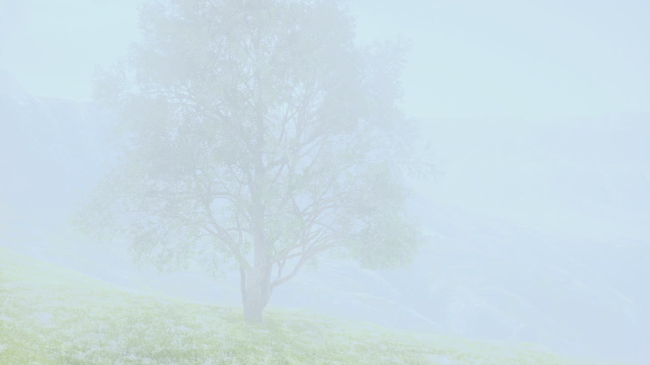 안개 속의 나무