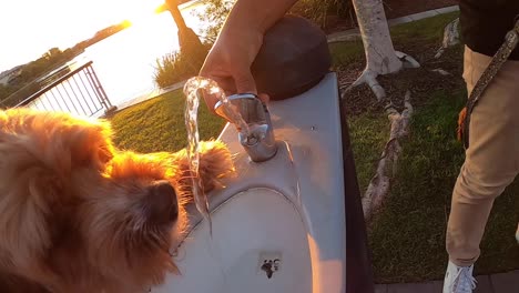 thirsty pet cavapoo dog drinks from a water bubbler fountain in slow motion, with a golden sunset and lake in the background