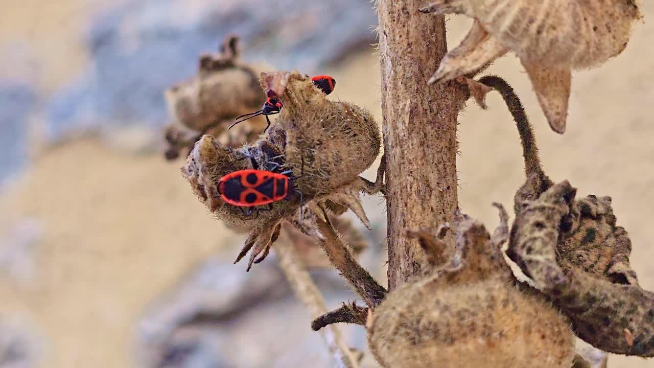 Macro close-up of firebugs on dried hollyhock seed pods, showing their red and black patterns against the textured plant