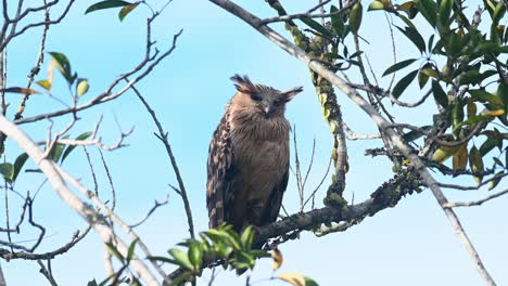 Buffy-Fish-Owl-Ketupa-Ketupu-Sitzt-Auf-Einem-Ast-Mit-Einigen-Dicken-Blättern-Herum,-Aber-Genug,-Um-An-Einem-Windigen-Tag-Isoliert-Zu-Sein,-Khao-Yai-Nationalpark,-Thailand