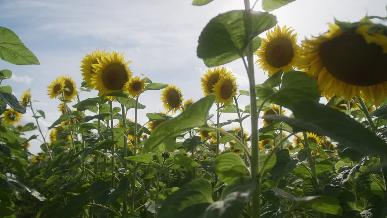 vista hacia arriba de bajo ángulo dentro del campo de girasoles oscilantes frente al sol