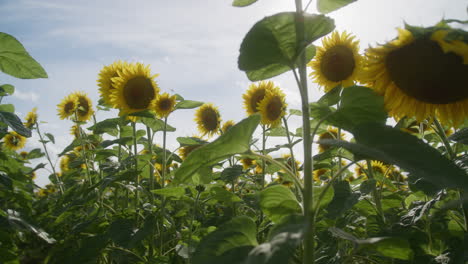 Low-angle-upwards-view-within-field-of-swaying-sunflowers-in-front-of-sun