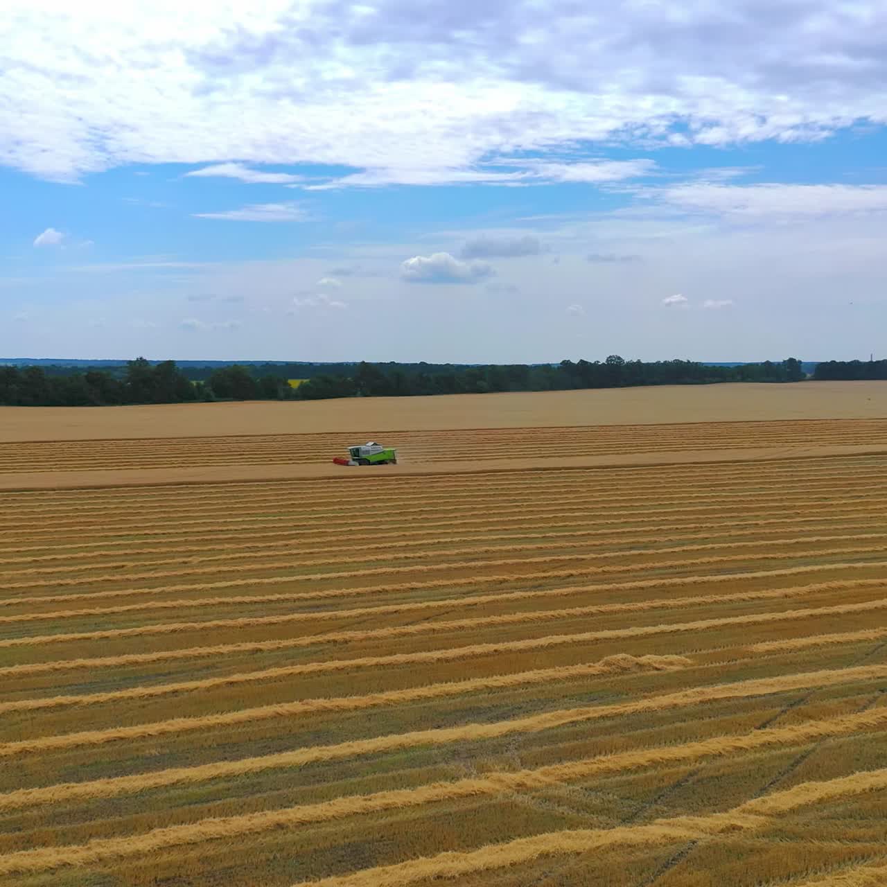 Grain green harvesting combine in a sunny day. Yellow field with grain. Agricultural technic works in field. Video from side