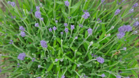 Fragrant-purple-lavender-flowers-in-the-garden-Top-Shot-Close-Up-Zoom-In