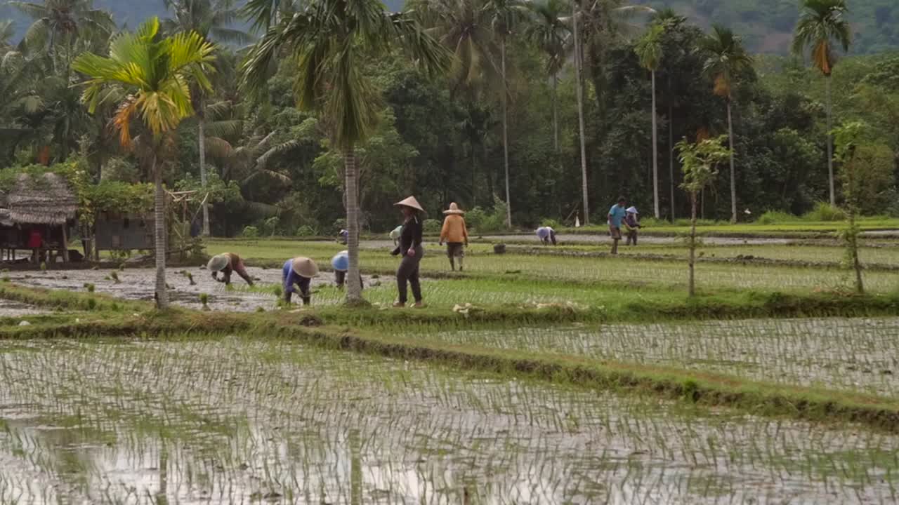 一位女士沿着大米田行走