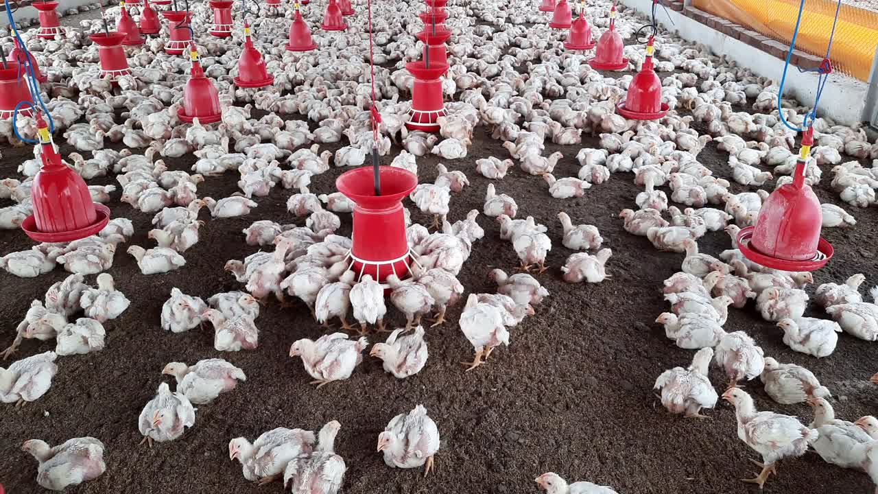 Fazenda de aves
