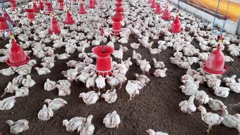 Poultry-farm