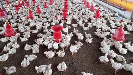 granja avícola
