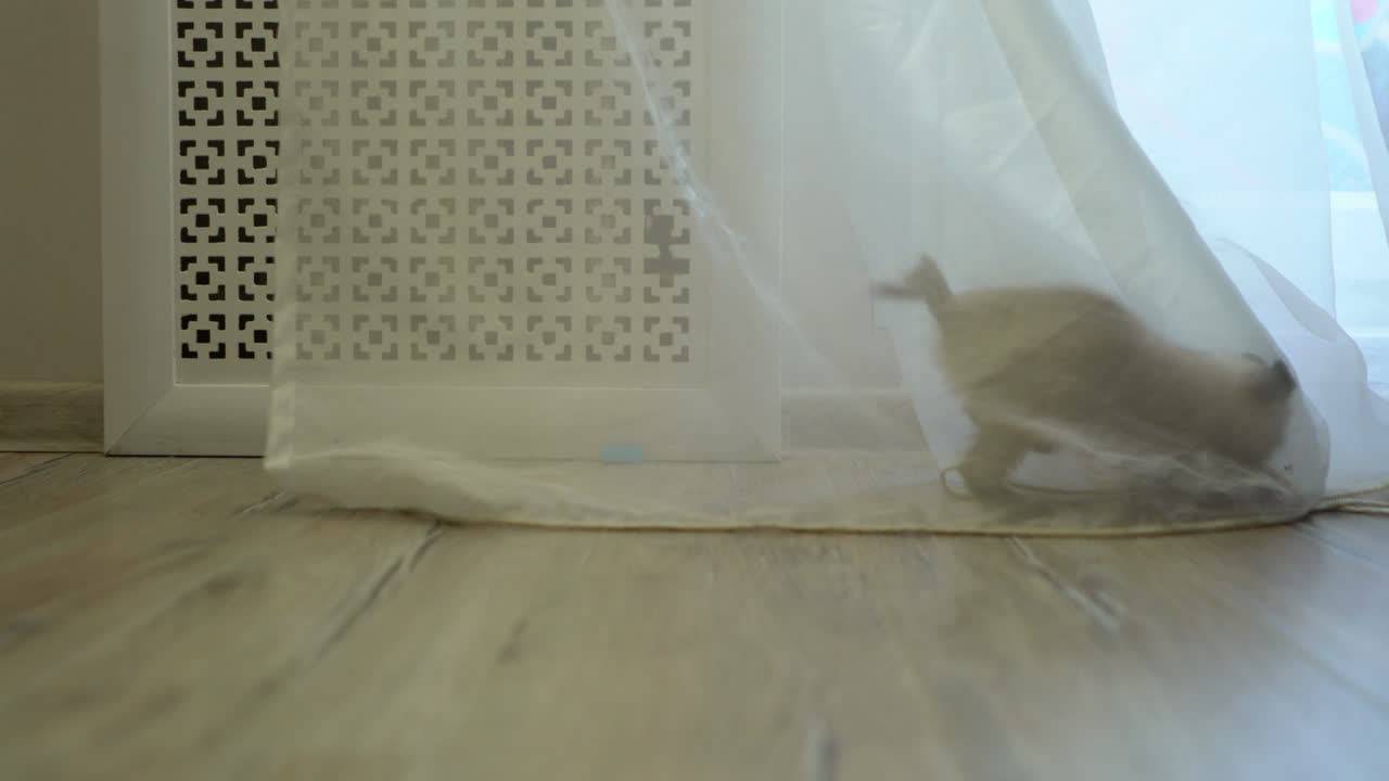 작은 새끼 고양이가 집에서 커튼으로 놀고 있다.