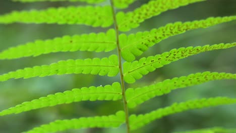 Farnpflanzen-Haben-Unter-Ihren-Blättern-Pollen,-Die-Anschließend-Abfallen-Und-Auf-Dem-Boden-Neue-Farnpflanzen-Bilden