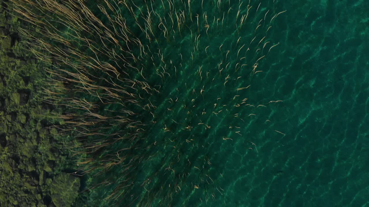 청록색 호수 물에 마른 갈대가 있는 위에서 본 아름다운 호숫가