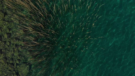 Beautiful-lake-shore-seen-from-above-with-dry-reeds-on-turquoise-lake-water