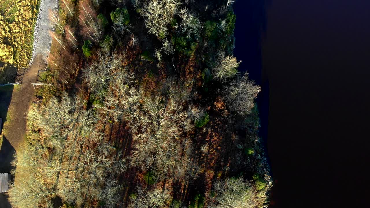 vista aérea superior de la costa del lago con árboles de coníferas en temporada de otoño, día, adelante