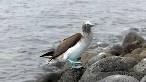 blue-footed booby scratching its head on isla lobos in the galalagos islands