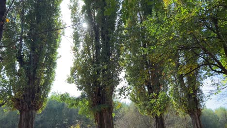 golden autumn with four poplar trees along maritsa or maritza river