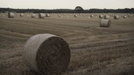 freshly made hay rolls or bales in field during harvest season in moody day