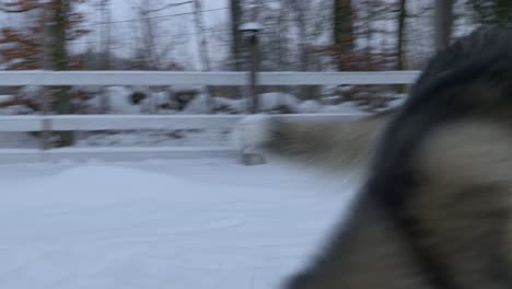 close view of two siberian huskies playing together in the snow