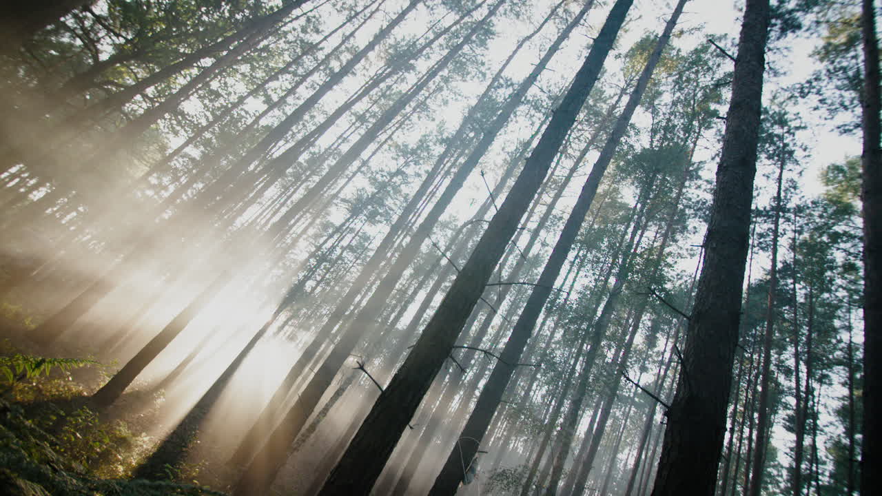 tall wild forest trees lit by setting sung with fog