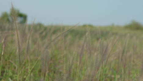 detalle de un grano dorado que se balancea con gracia en la cálida brisa india, cada delgado tallo de trigo se dobla y baila con el viento, mientras la luz del sol baña el campo en un resplandor radiante