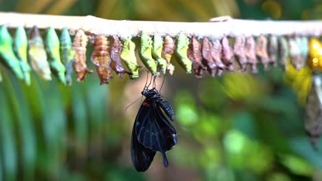 close up of freshly hatched black butterfly with many cocoons around