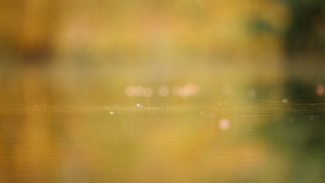 robin feeding at a pond in autumn