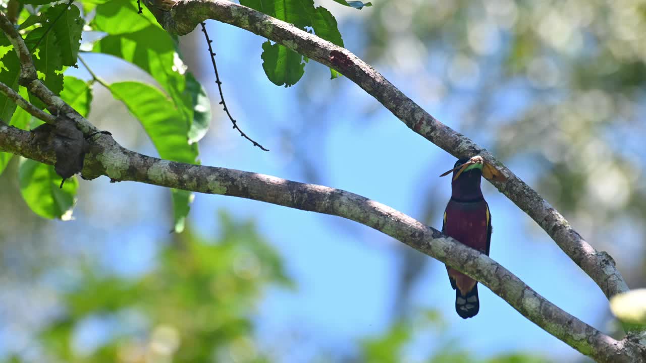 broadbill, eurylaimus javanicus, parque nacional khao yai, tailandia