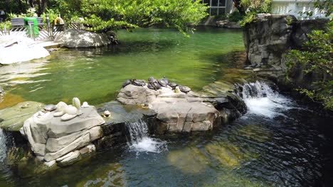 small group of turtles basking in the sun next to a small pond and waterfall in a hong kong green park