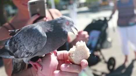 pigeon eats bread out of hand in slow motion