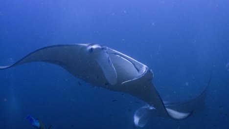 this manta ray was shot in the maldivian archipelago in november 2022