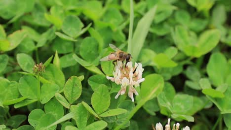 Nahaufnahme-Einer-Honigbiene-Auf-Einer-Weißen-Blume-Mit-Viel-Grün-Im-Hintergrund,-Die-Das-Konzept-Der-Bestäubung-Und-Der-Natürlichen-Ökosysteme-Hervorhebt