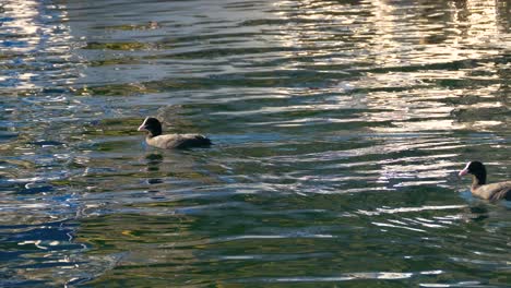 Patos-En-El-Puerto-De-Torri-Del-Benaco,-Lago-De-Garda---Lago-De-Como---Italia