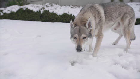 beautiful grey wolf in snowy field with building in background, slow motion