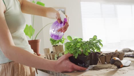 caucasian woman watering plant of basil on table in kitchen