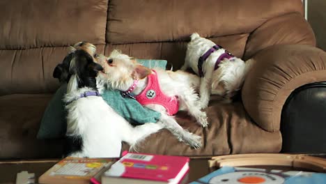 Dogs-play-fight-on-a-living-room-couch