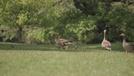 Gänsefamilie-Schnattern-In-Freier-Wildbahn-Und-Gehen-Mit-Gänschen-Aus-Dem-Wasser-Auf-Gras