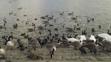 CHEW-VALLEY,-SOMERSET,-UNITED-KINGDOM,-December-30,-2019:-Different-variety-of-water-birds-swimming-in-the-chew-valley-reservoir