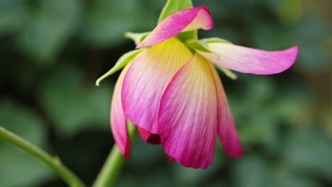 close-up of a pink and yellow flower