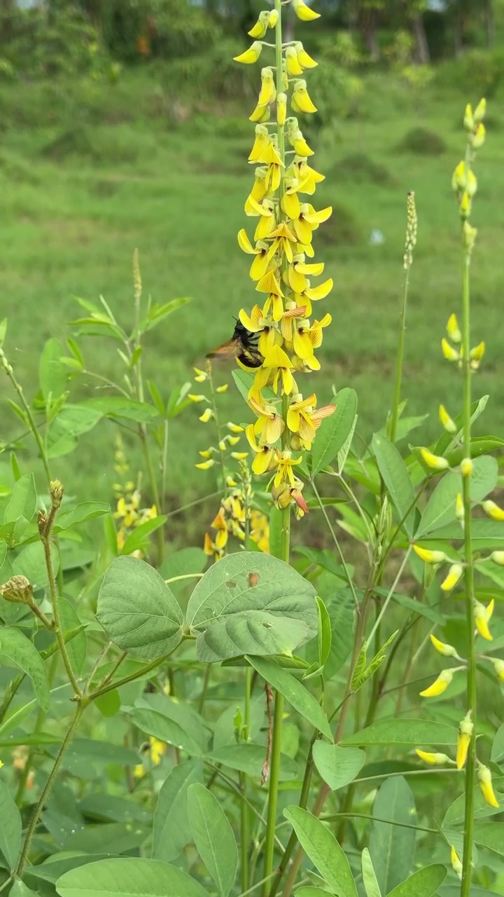 A Bee Pollinating Vibrant Yellow Flowers in a Green Field
