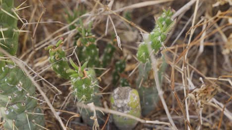 close-up of a cactus plant on dry soil