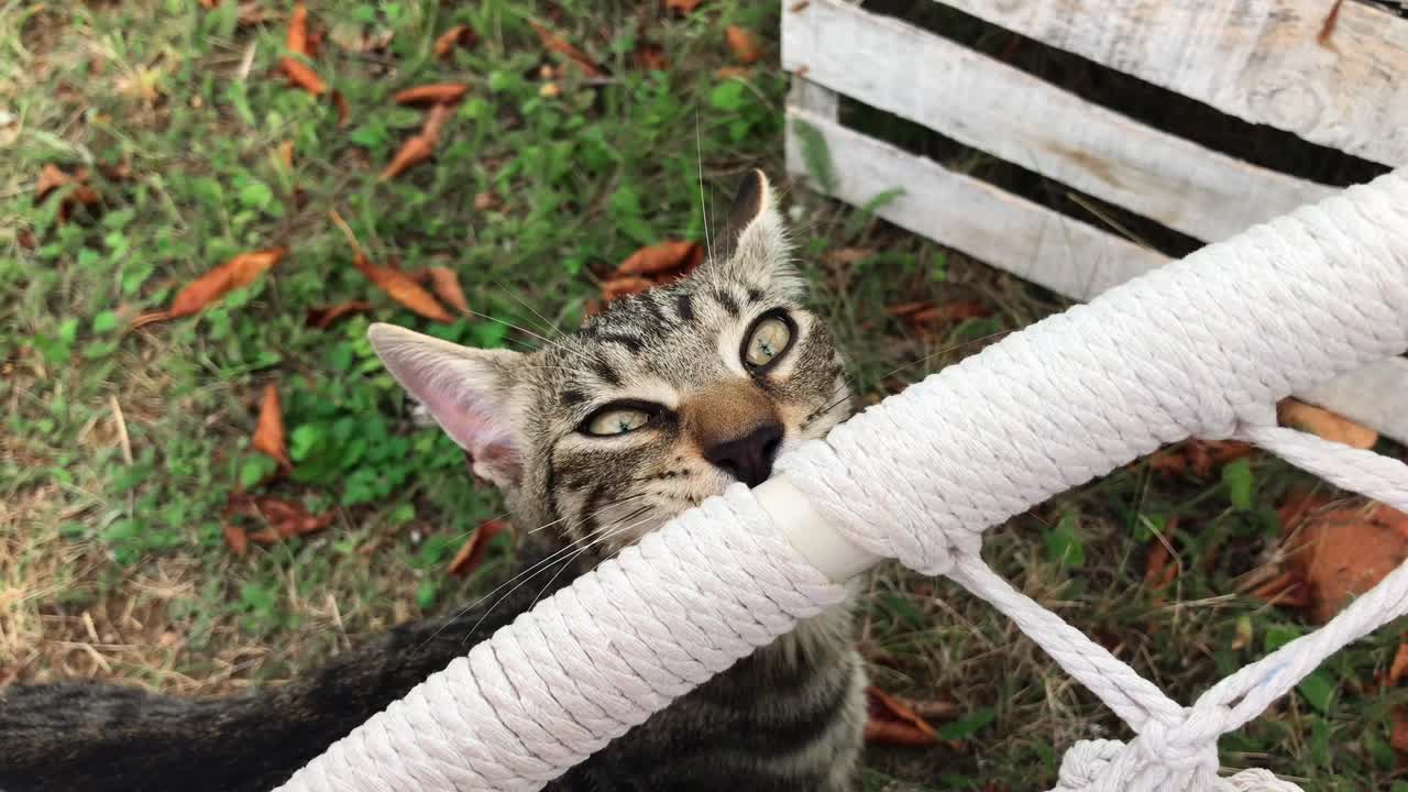Young Cuddly Cat Enjoys Outdoor Moment
