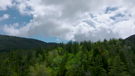 Flying-over-pine-trees-discovering-clouds-and-valley