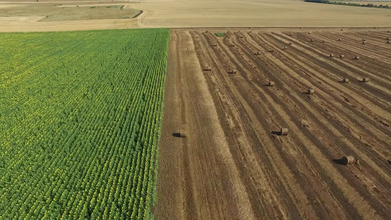 Ballette di Paglia e Girasoli in un Campo