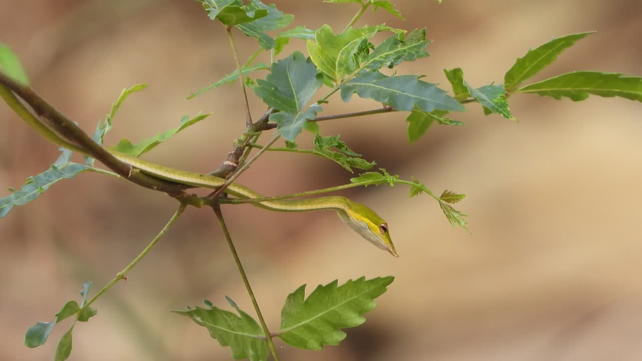 Long nose wipe snake waiting for pry