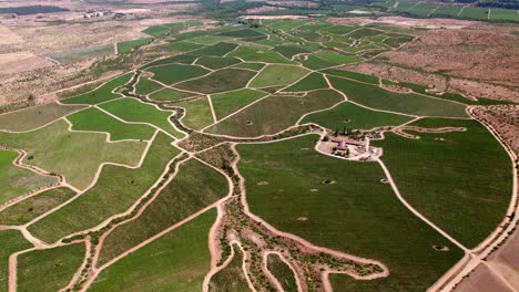 Viaje-Aéreo-Sobre-Los-Exuberantes-Viñedos-Del-Valle-Del-Maule-De-Cauquenes-En-La-Región-Vinícola-De-Chile-Tierra-Verde-En-Un-Hermoso-Destino-De-Viaje,-Vista-De-Drones