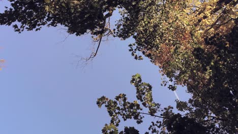 Slowly-spiraling-up-into-golden-brown-and-yellow-leaves,-fall-foliage,-aerial