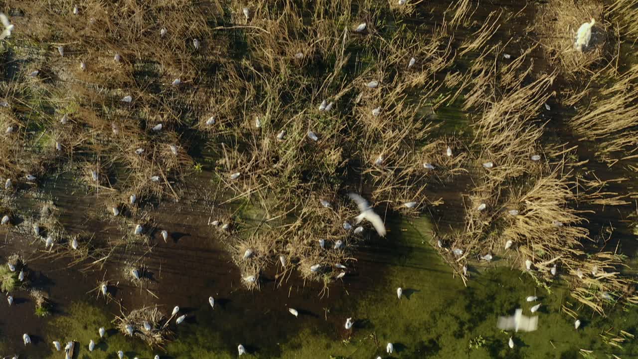 vista aérea de gaviotas nadando en el agua y descansando en el islote